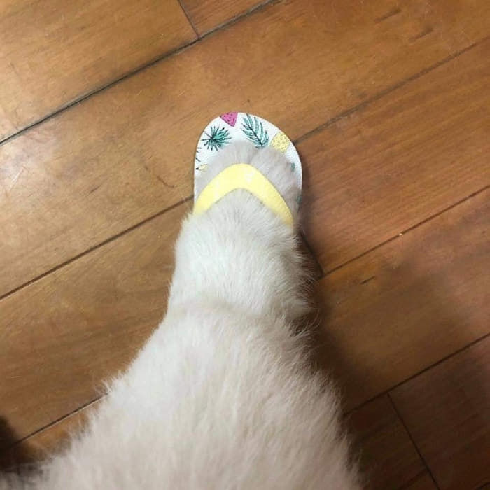 애니멀플래닛
