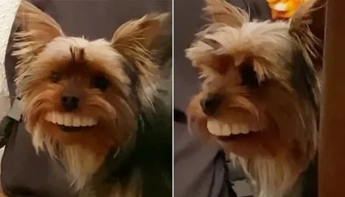 飼い主の入れ歯に盗み込んだり 歯茎満開 の笑顔をみせたりして思わぬ Snsスター になった犬