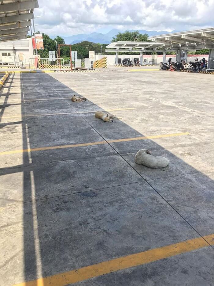 애니멀플래닛