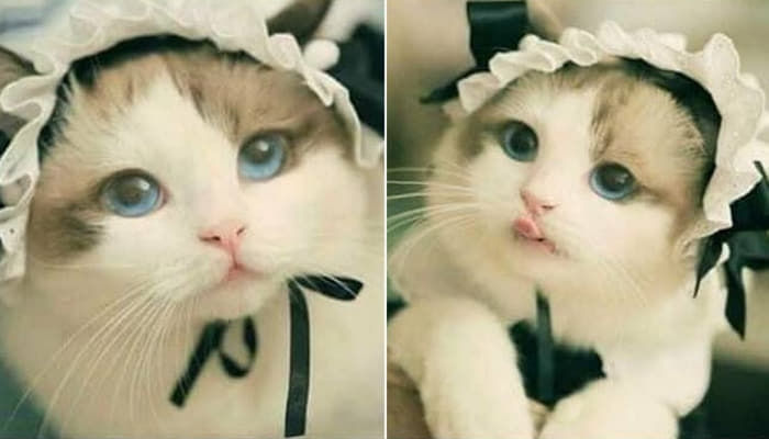 メイド服を一回着せてみただけなのに とてもきれいで言葉を失ってしまったという 世界一可愛い 猫ちゃん