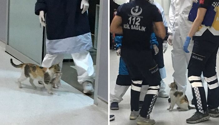 애니멀플래닛