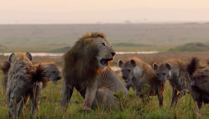 ハイエナ匹に囲まれて 集団攻撃 される親友の泣き叫びに駆けつけたライオン
