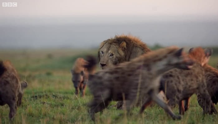 ハイエナ匹に囲まれて 集団攻撃 される親友の泣き叫びに駆けつけたライオン