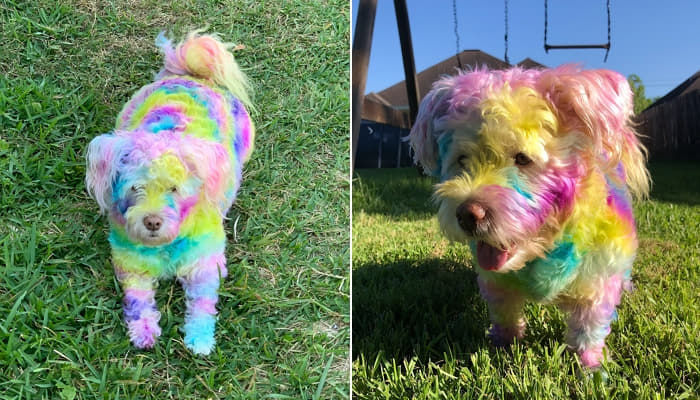 隔離する中で一番よかった とし 虹色 に染めた犬の写真を撮った女性