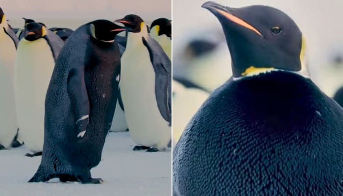 頭からつま先までオールブラック さらに お腹まで黒い 極稀な 皇帝ペンギンを発見しました