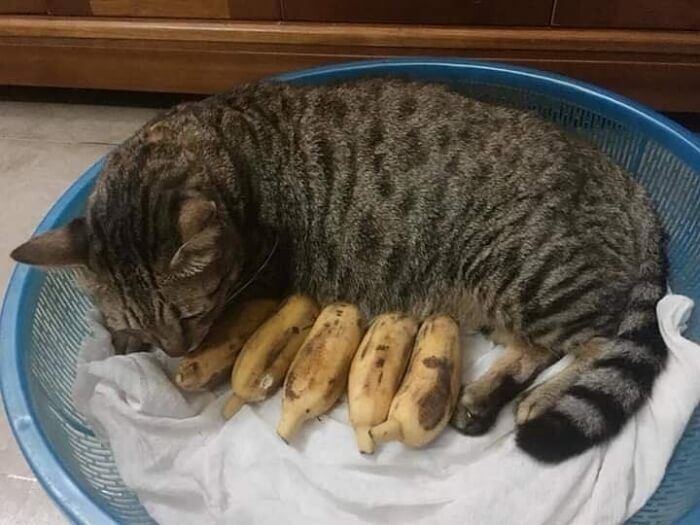 애니멀플래닛