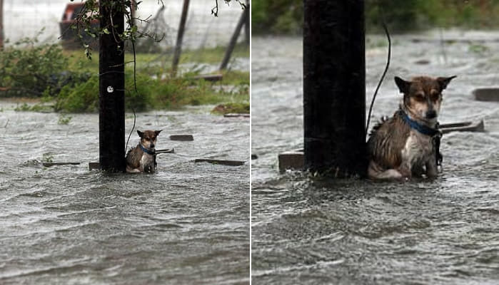 雨風が吹きつけるのに電柱に縛りつけて去った飼い主を最後まで待っている犬