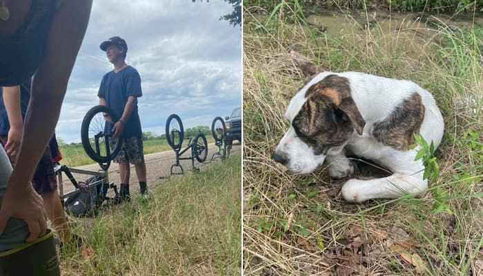 道路で倒れている犬を助けるために自転車でバリケードをし 最後まで守った少年たち