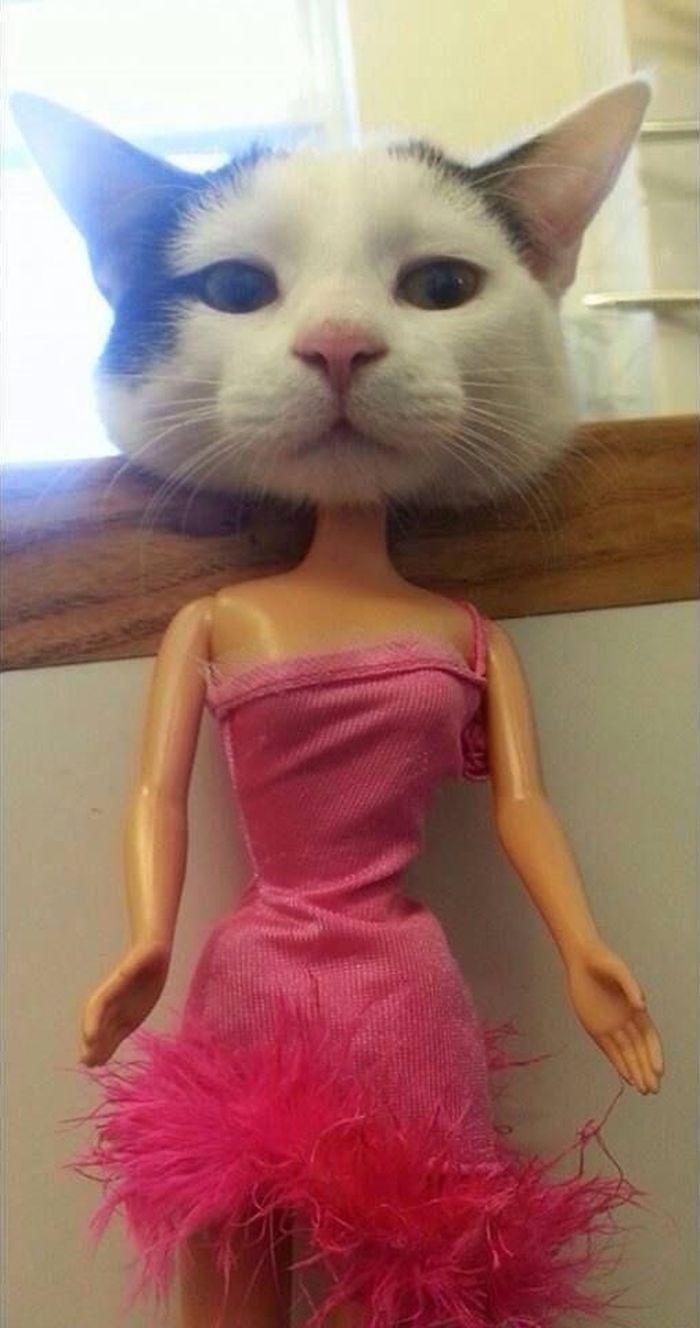 애니멀플래닛