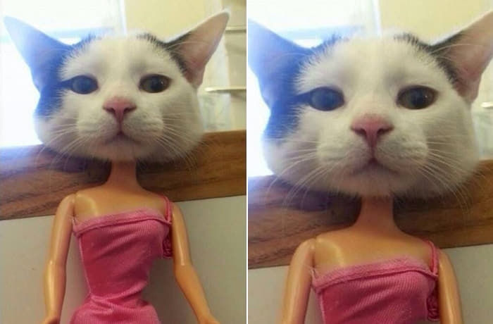 애니멀플래닛