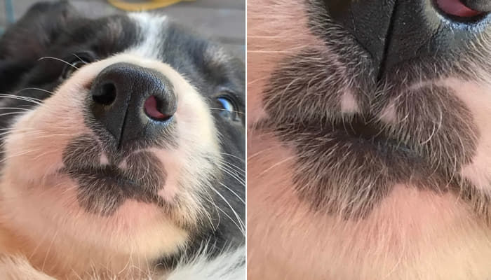 唇に ミッキーマウス 模様の黒い斑点がはっきりと描かれており 胸きゅんという子犬