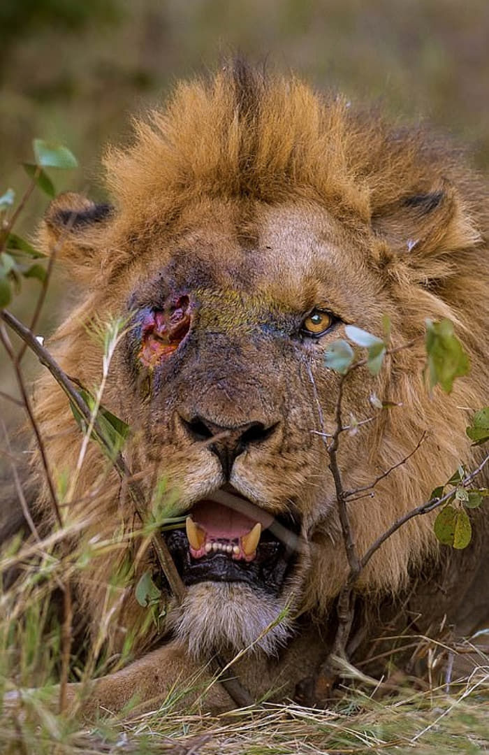 「王座」をめぐって激しい勢いで争い、片目を失ったライオンの顔の傷