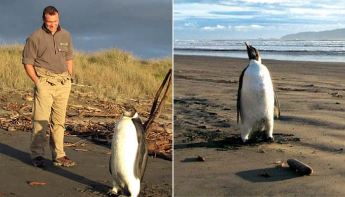 方向を間違えたせいで 6 347km離れたニュージーランドに到着した 伝説の方向音痴 皇帝ペンギン
