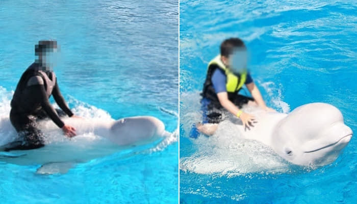 애니멀플래닛