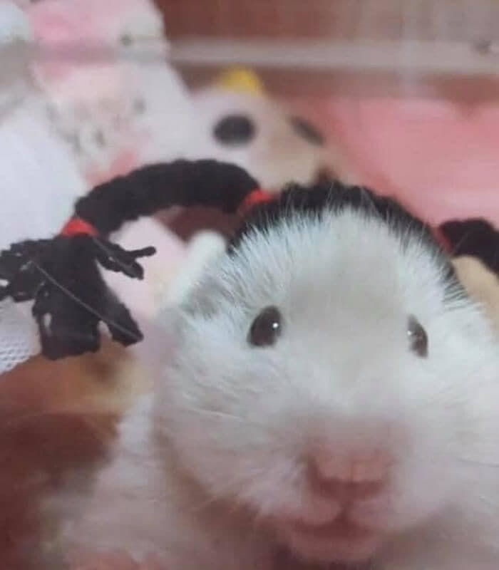 애니멀플래닛