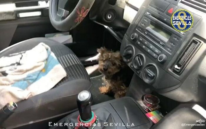 猛暑の中 車に閉じ込められた犬を助けようと窓ガラスを割って運転手に 悪口を言われた警察官