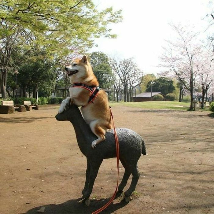 애니멀플래닛