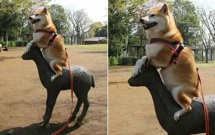 애니멀플래닛