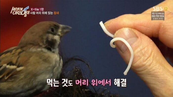 애니멀플래닛