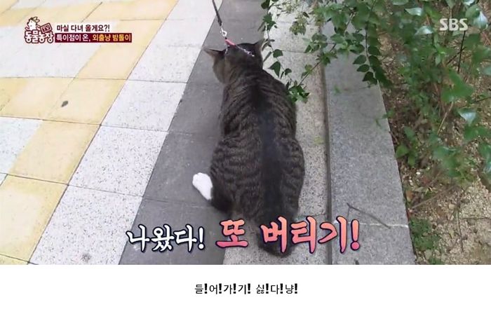 애니멀플래닛