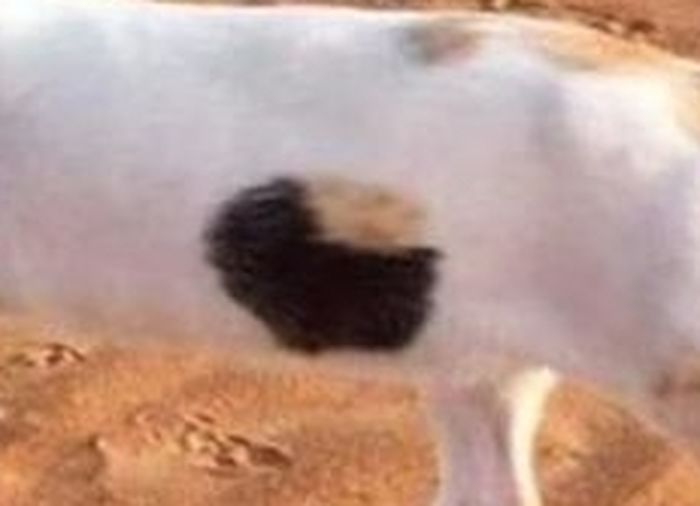 애니멀플래닛