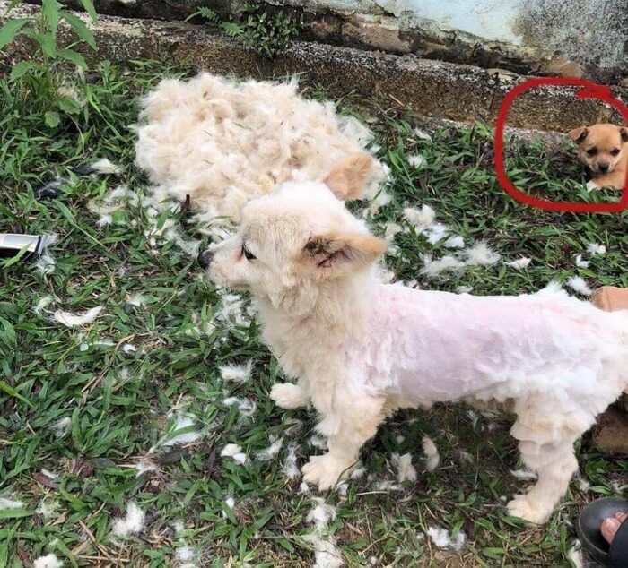 애니멀플래닛