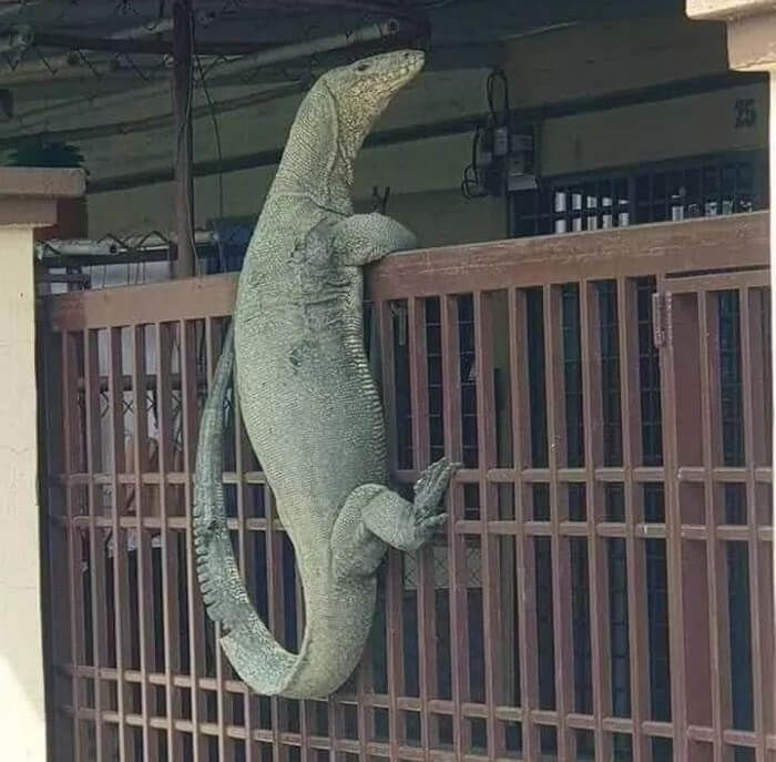 애니멀플래닛