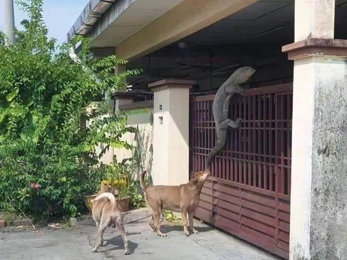 애니멀플래닛
