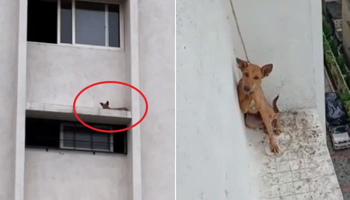 5階建てのバルコニーに閉じ込められ ぶるぶる震えていた犬を救助した市民達