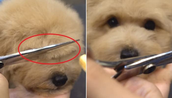 애니멀플래닛