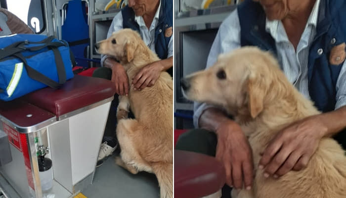 散歩中に急に倒れたおじいさんが心配で 一緒に救急車に乗り込んだ 天使犬