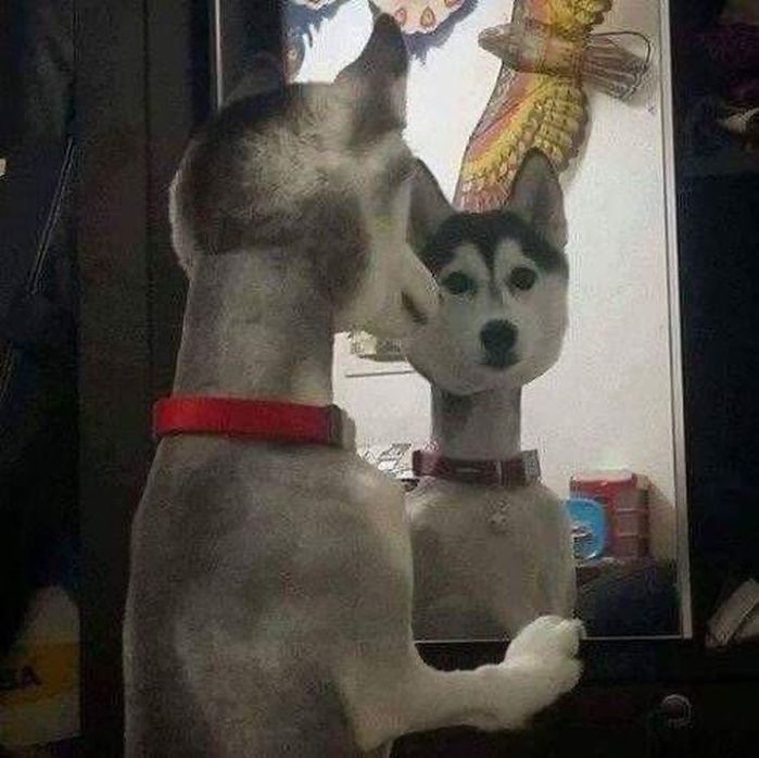 애니멀플래닛