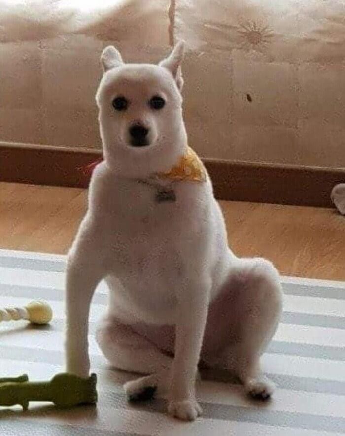 애니멀플래닛