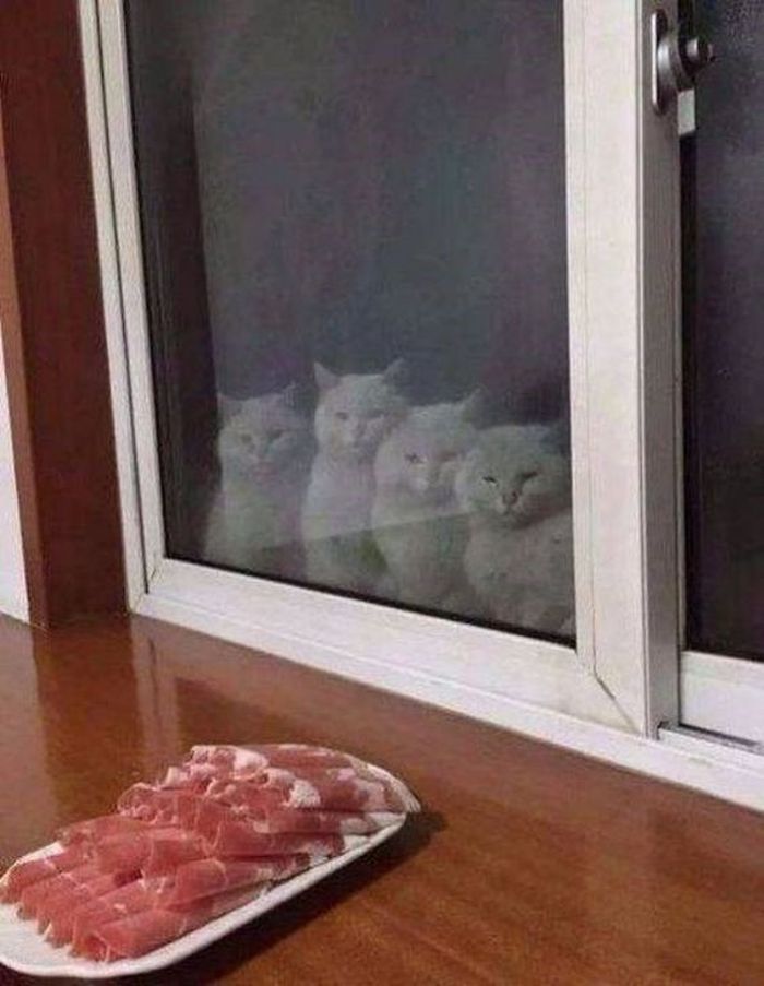 애니멀플래닛