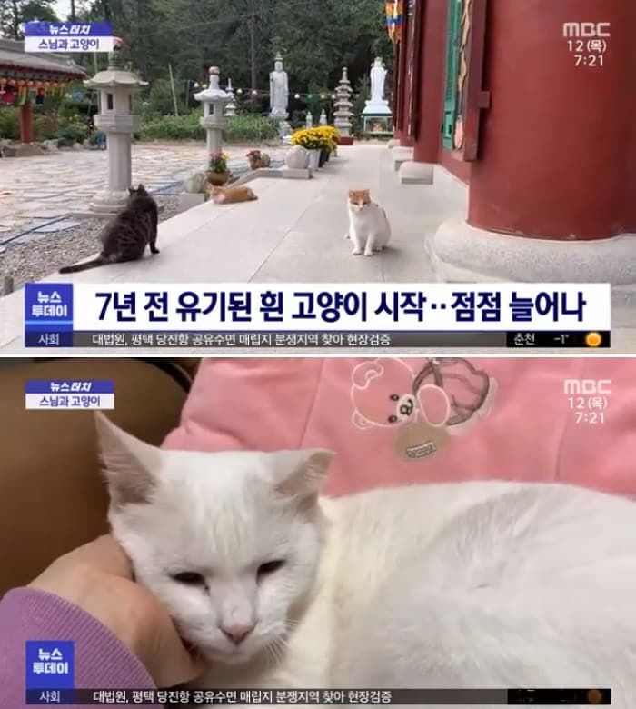 애니멀플래닛