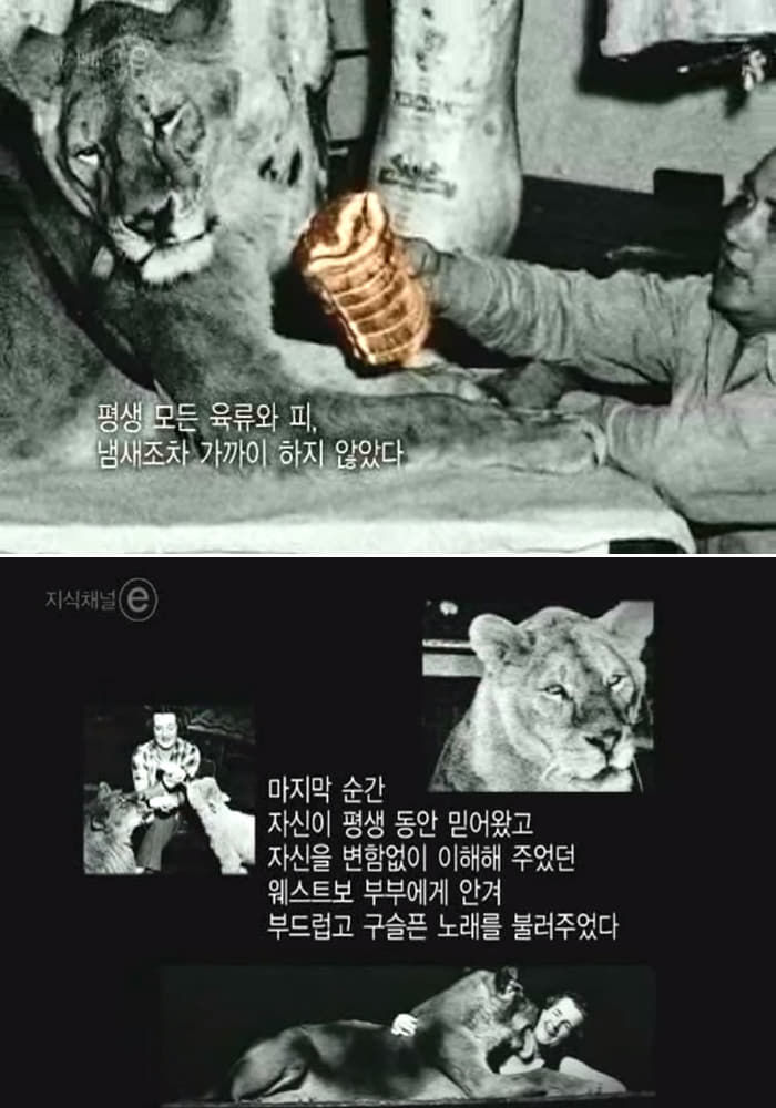 애니멀플래닛