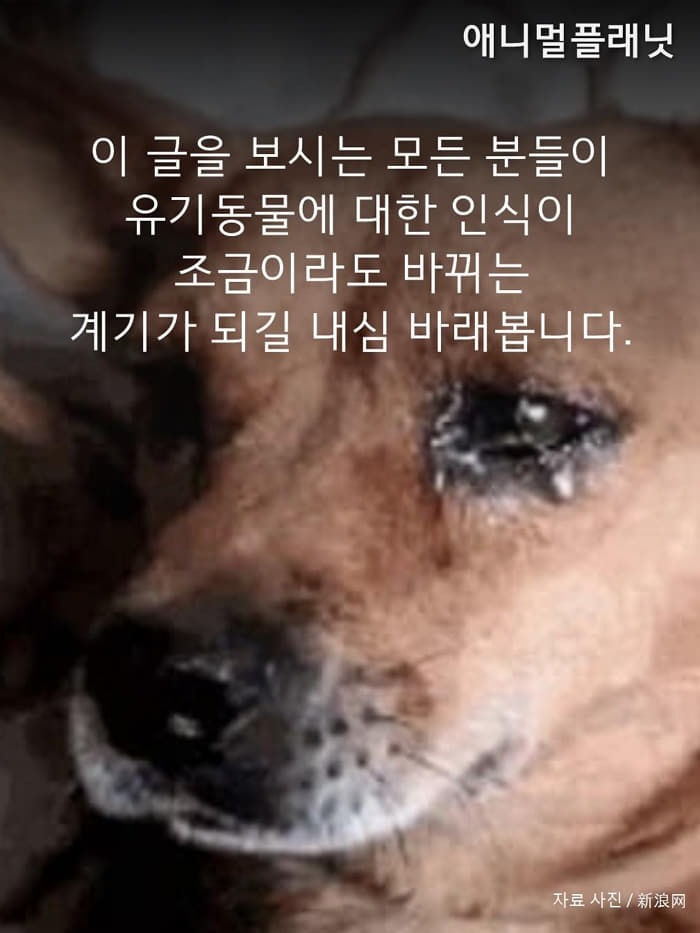 애니멀플래닛