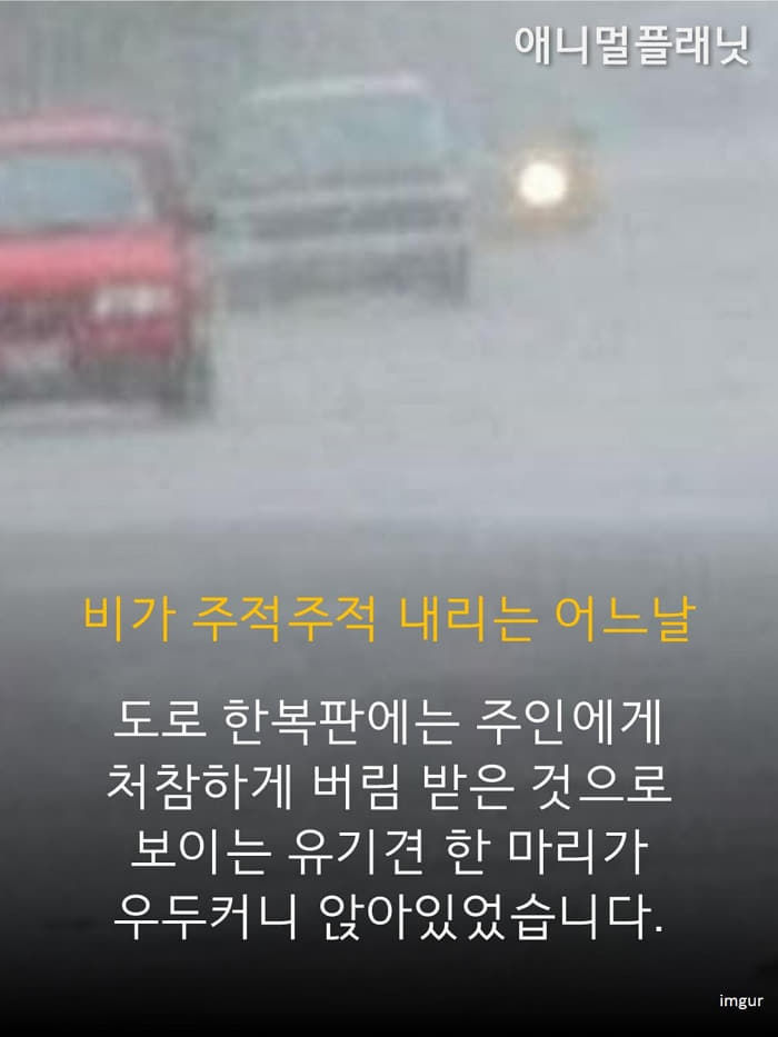 애니멀플래닛