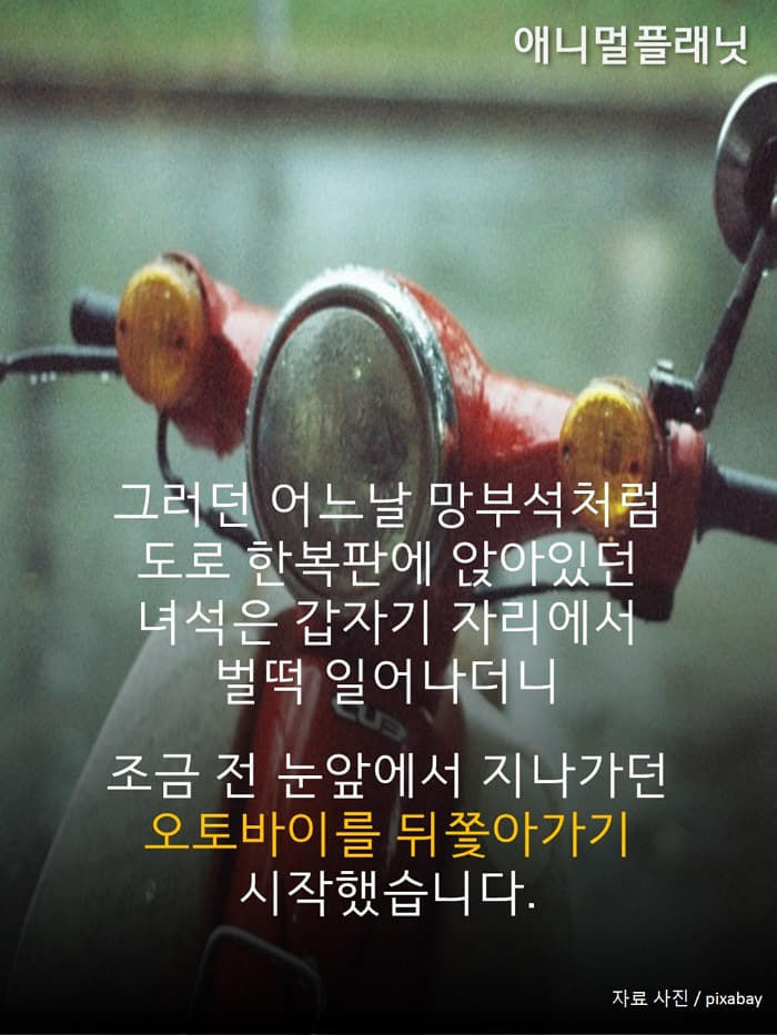 애니멀플래닛