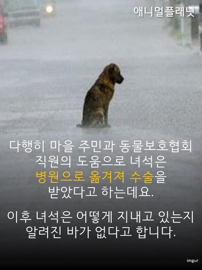 애니멀플래닛