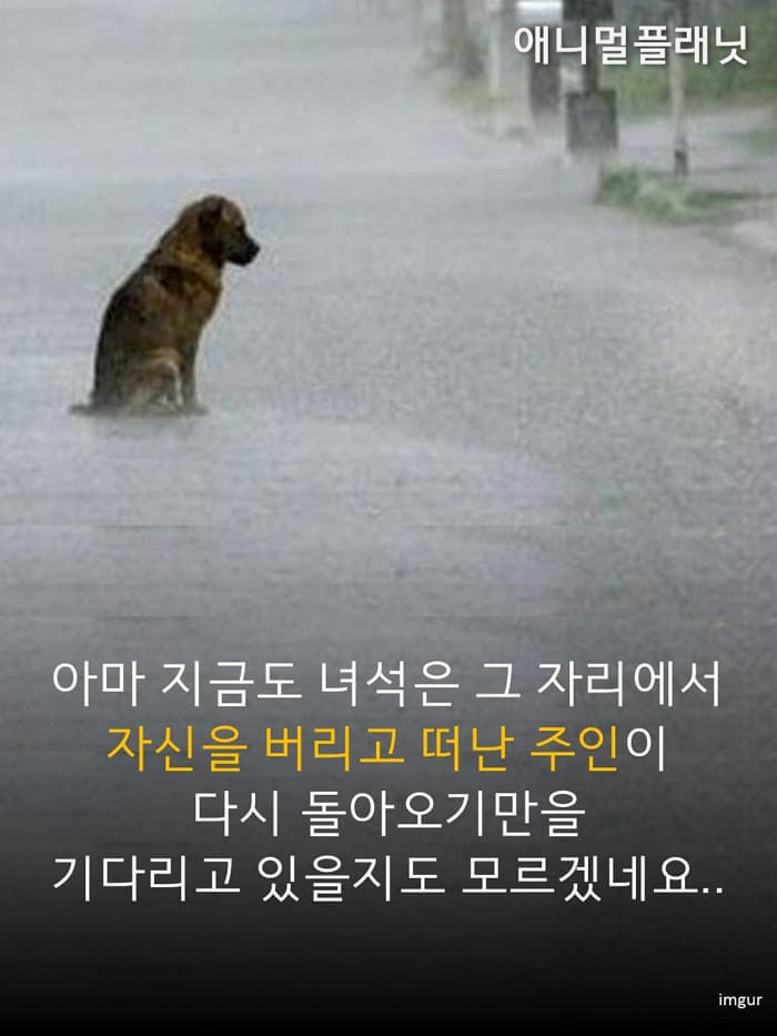 애니멀플래닛