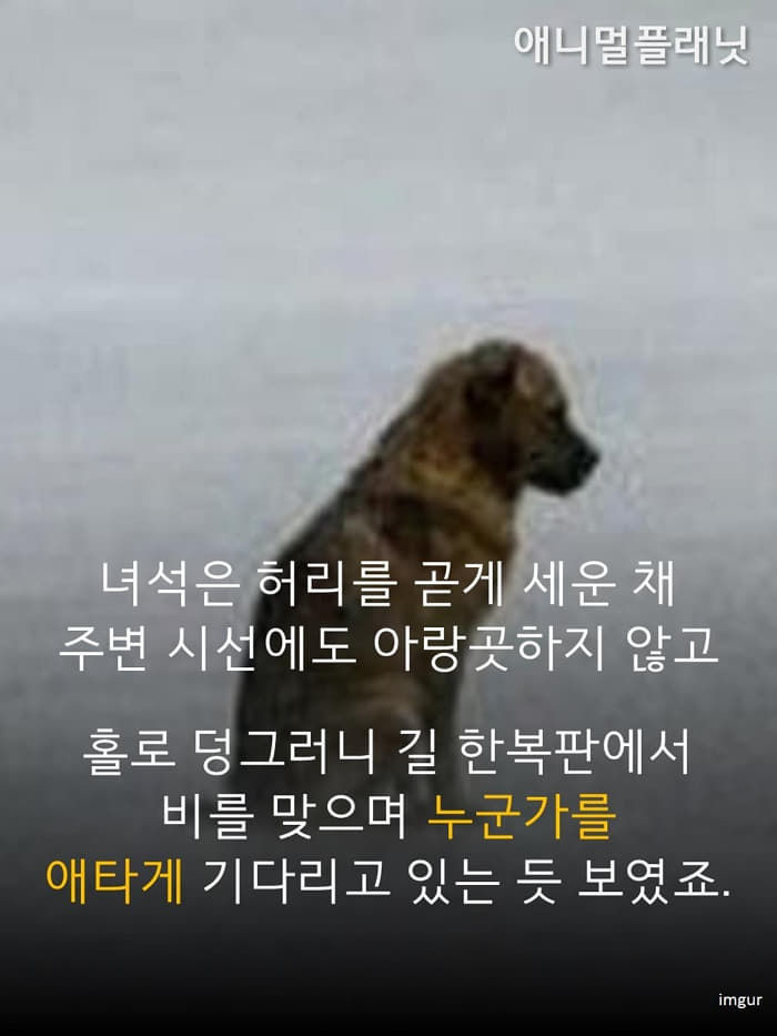 애니멀플래닛