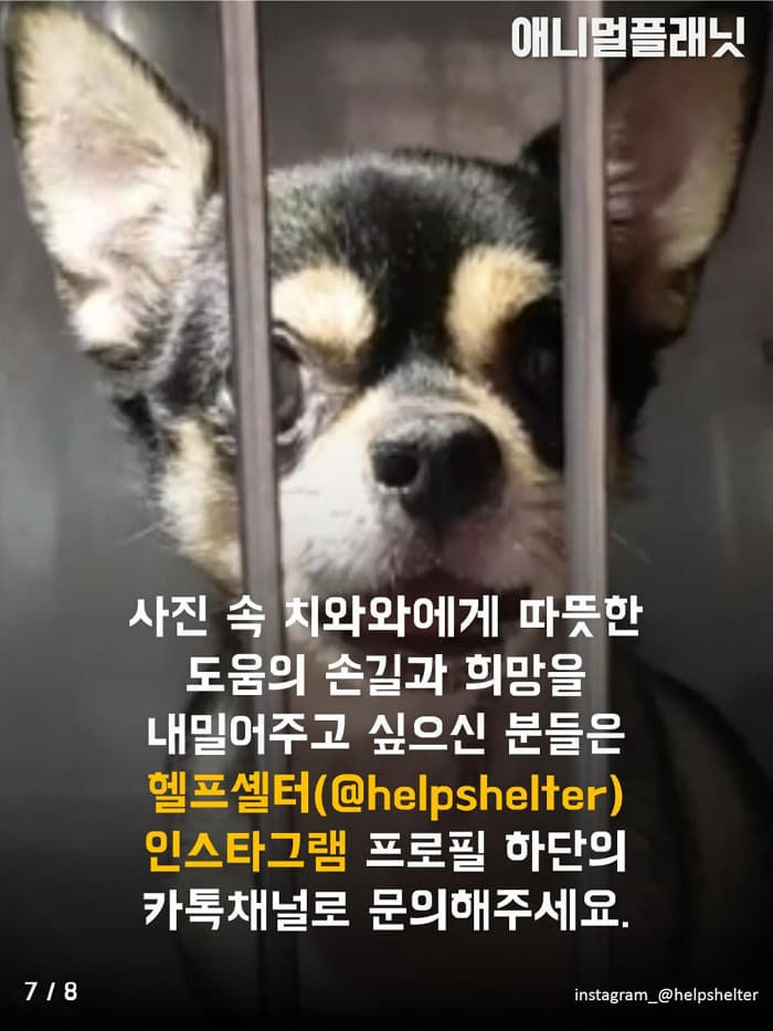 애니멀플래닛