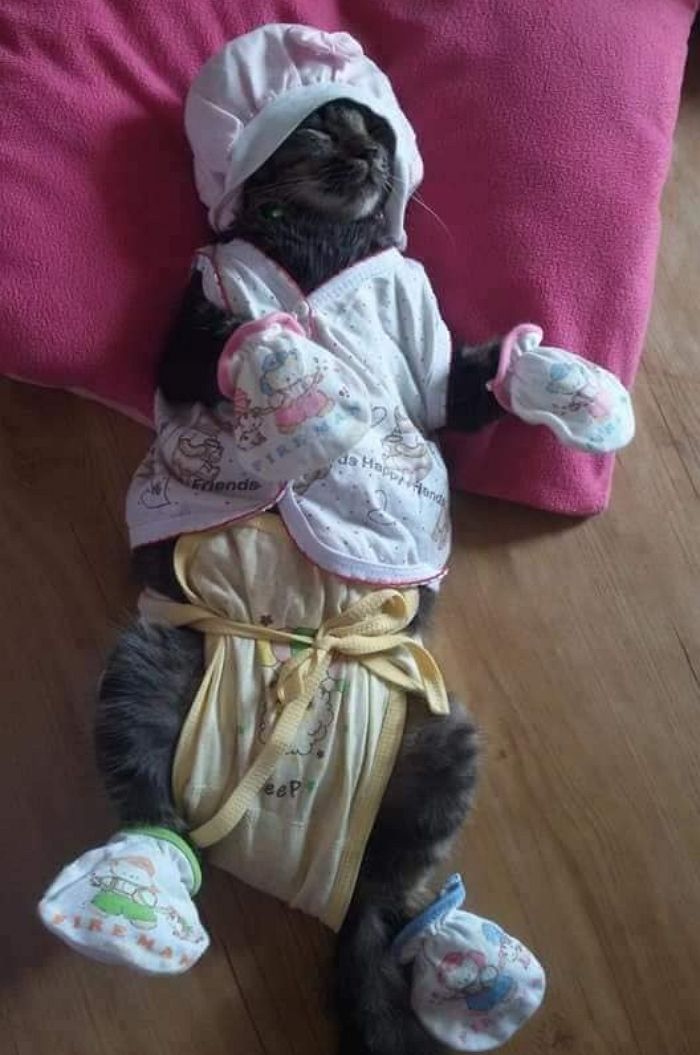 애니멀플래닛