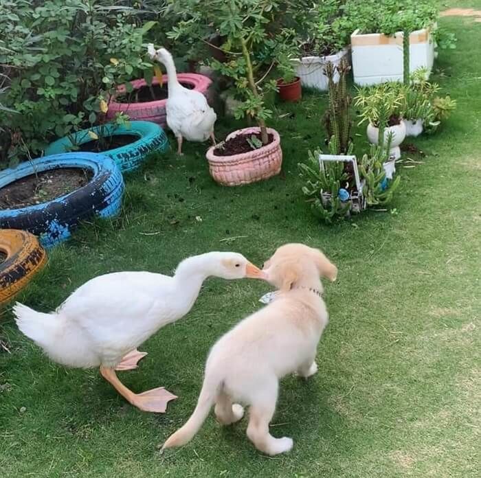 애니멀플래닛