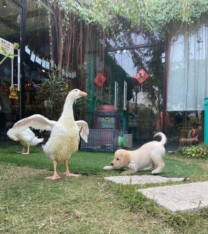 애니멀플래닛