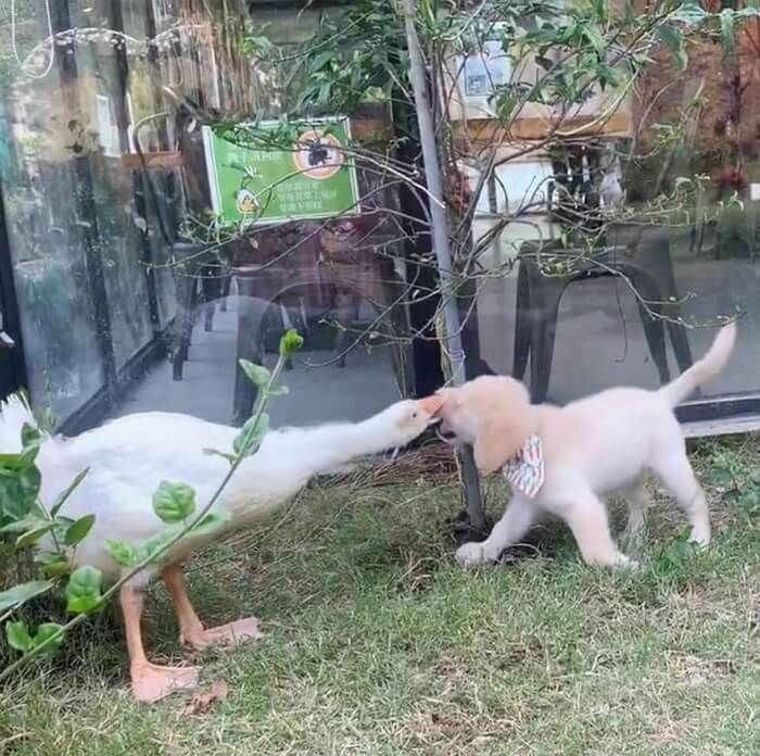 애니멀플래닛