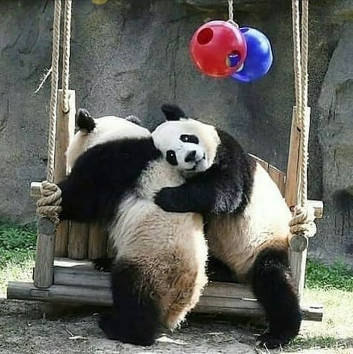 애니멀플래닛