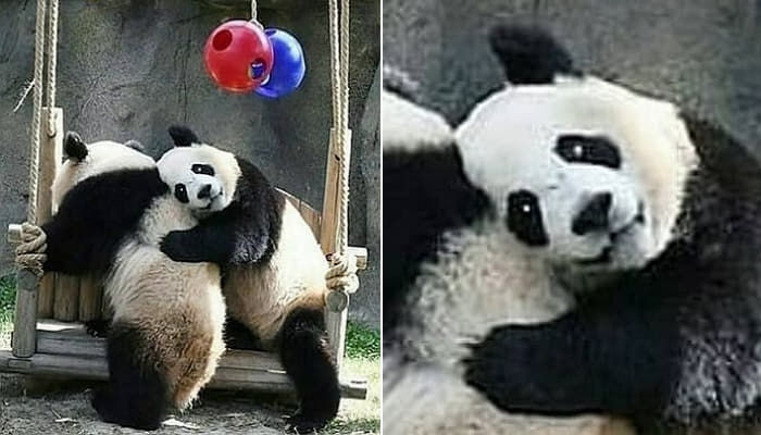 애니멀플래닛