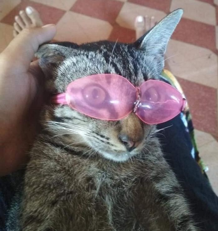 애니멀플래닛
